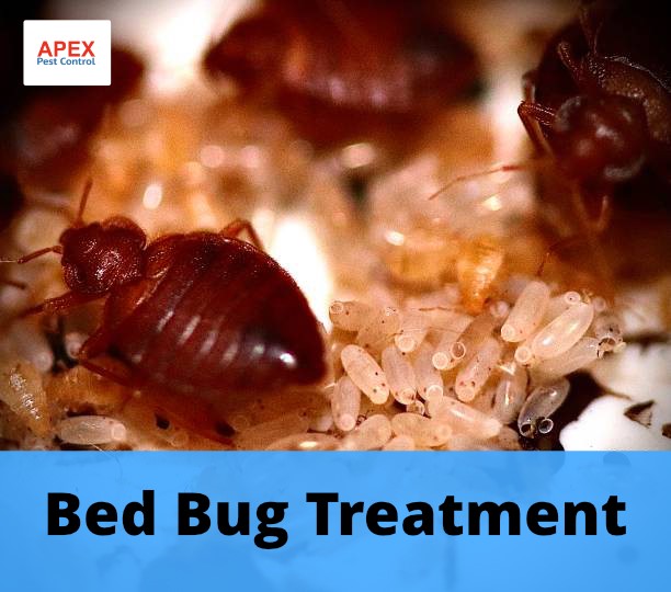 Guaranteed Bed Bug Removal