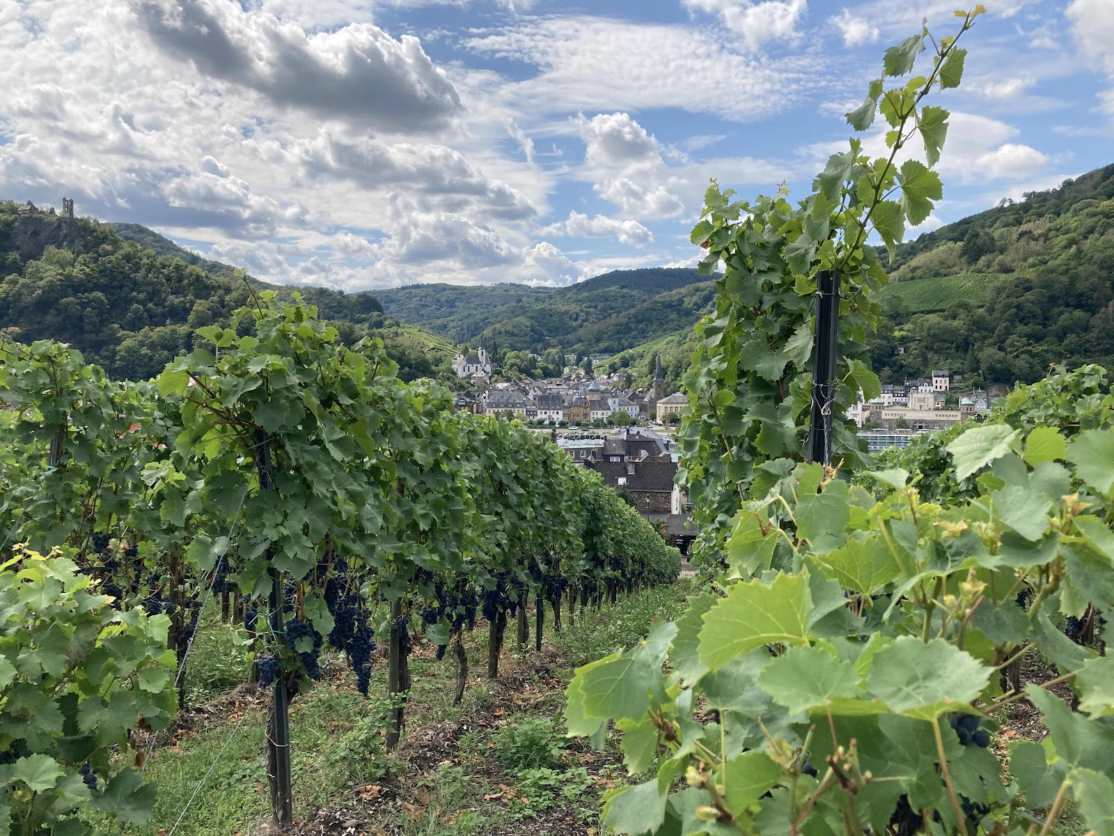Traben-Trarbach vineyards