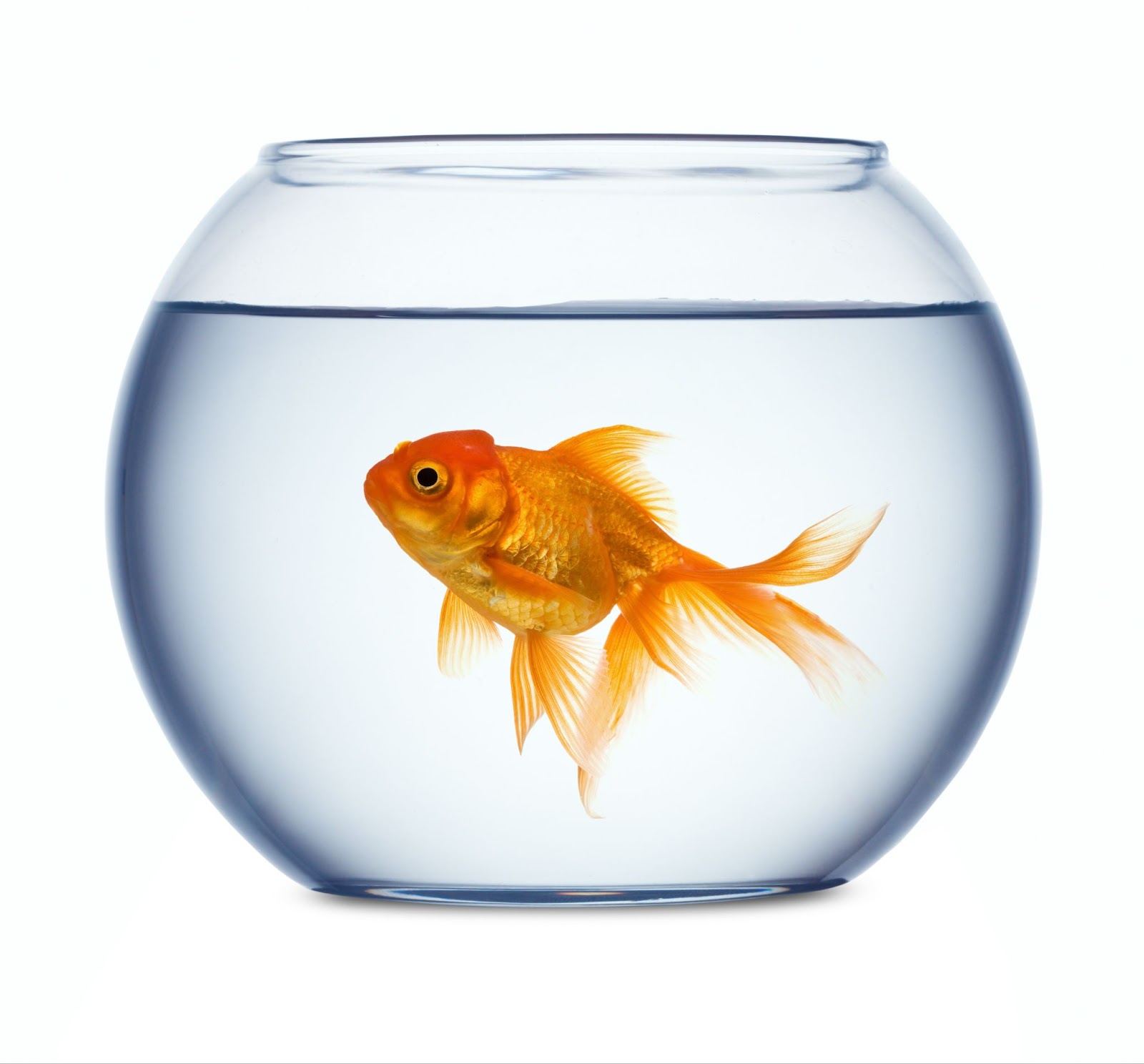 The Impatient Patient: New Patient Generation In The Goldfish Attention Span Era.