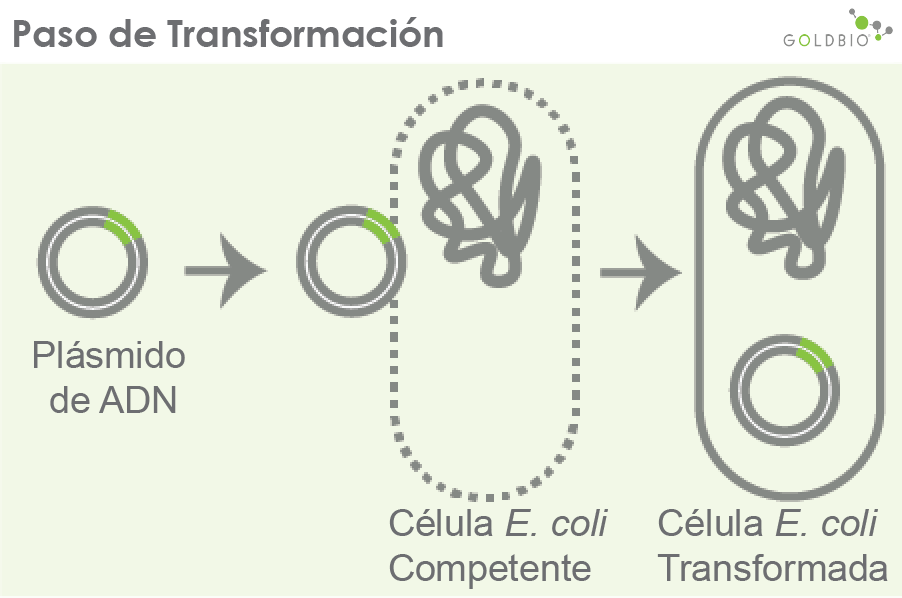 El paso de transformación: el paso de transformación se realiza para permitir que el ADN (generalmente ADN plasmídico) ingrese a la célula. Los métodos de transformación más comunes son la electroporación o la transformación por choque térmico.
