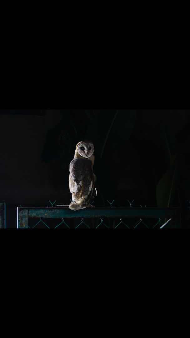 barn owl malaysia
