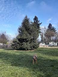 dog parks in medford