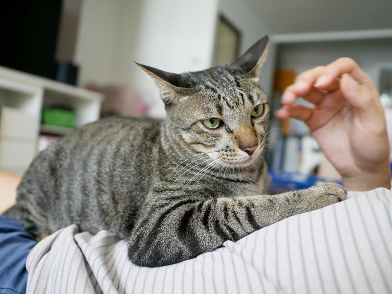 cat-behavior-during-home-changes