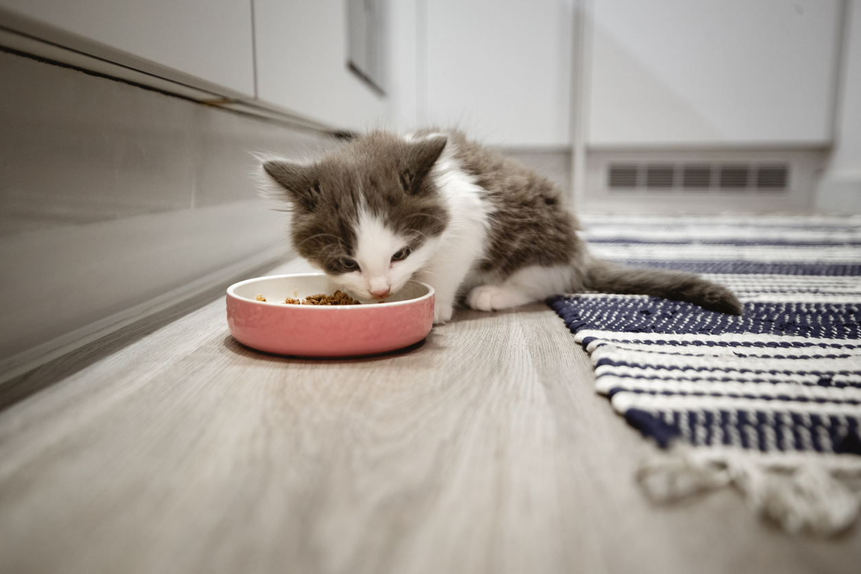 How Much Dry Food Should a Kitten Eat