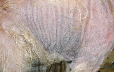 Severe form of atopic dermatitis, with widespread alopecia, erythema and lichenification lesions in a Poodle