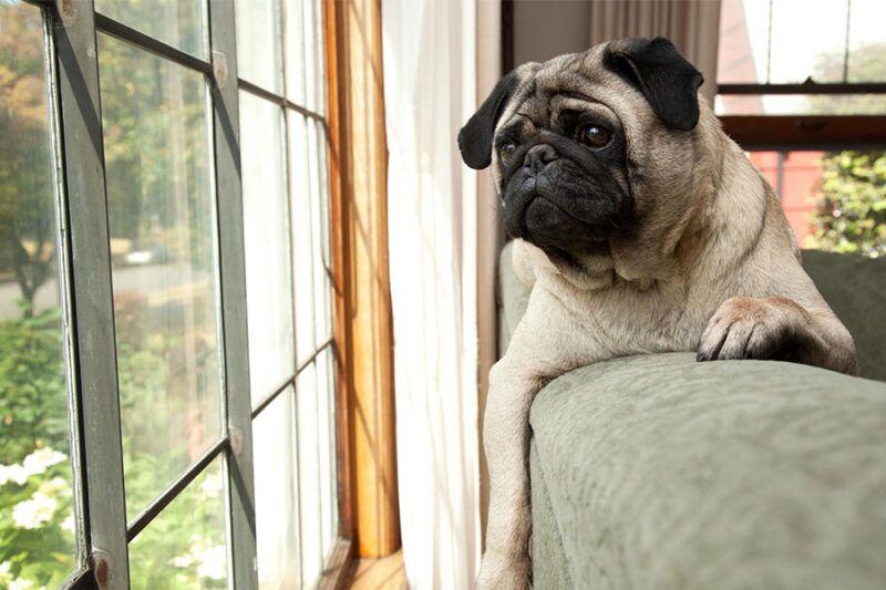 Dog Separation Anxiety Training 