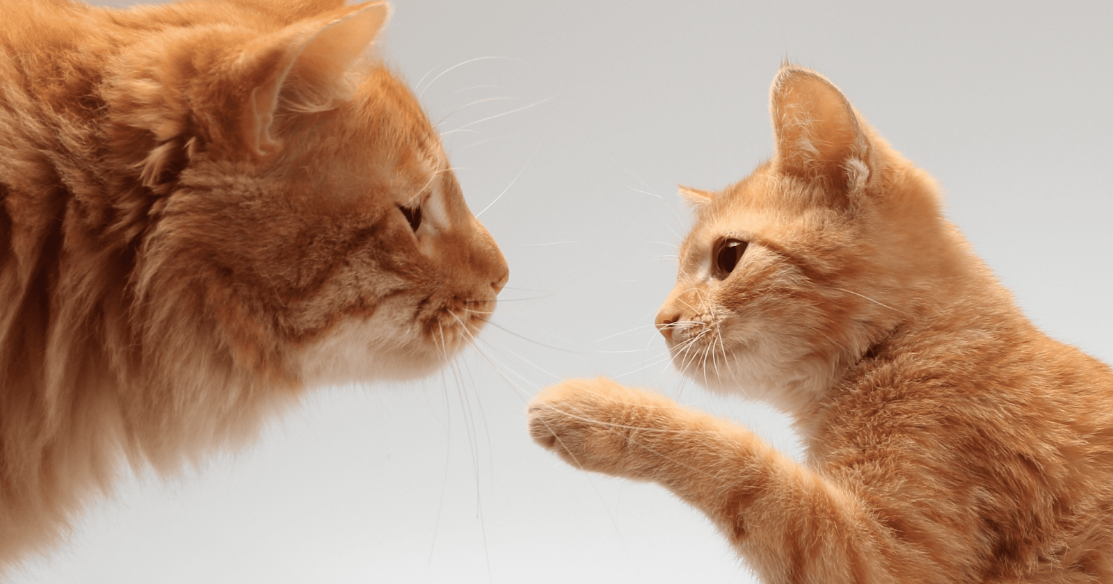 Orange tabby kitten reaching paw out gently toward adult orange tabby's face