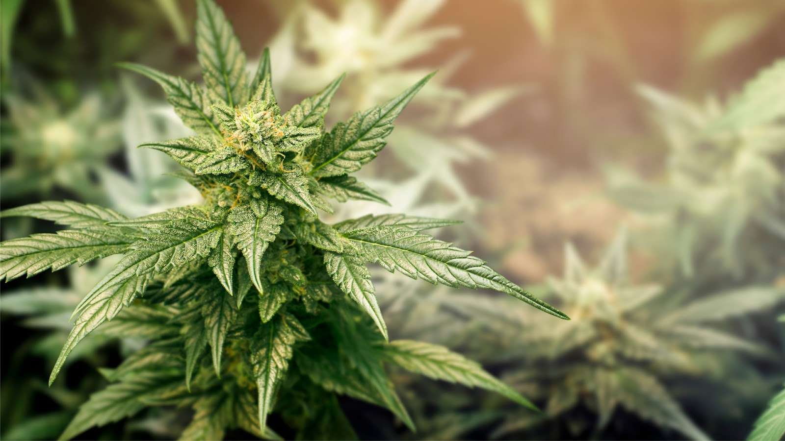 Minnesota Approves Bill to Legalize Marijuana