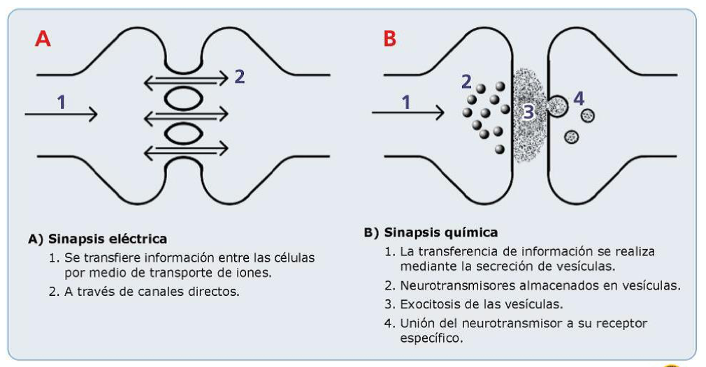 Imagen que contiene texto  Descripción generada automáticamente