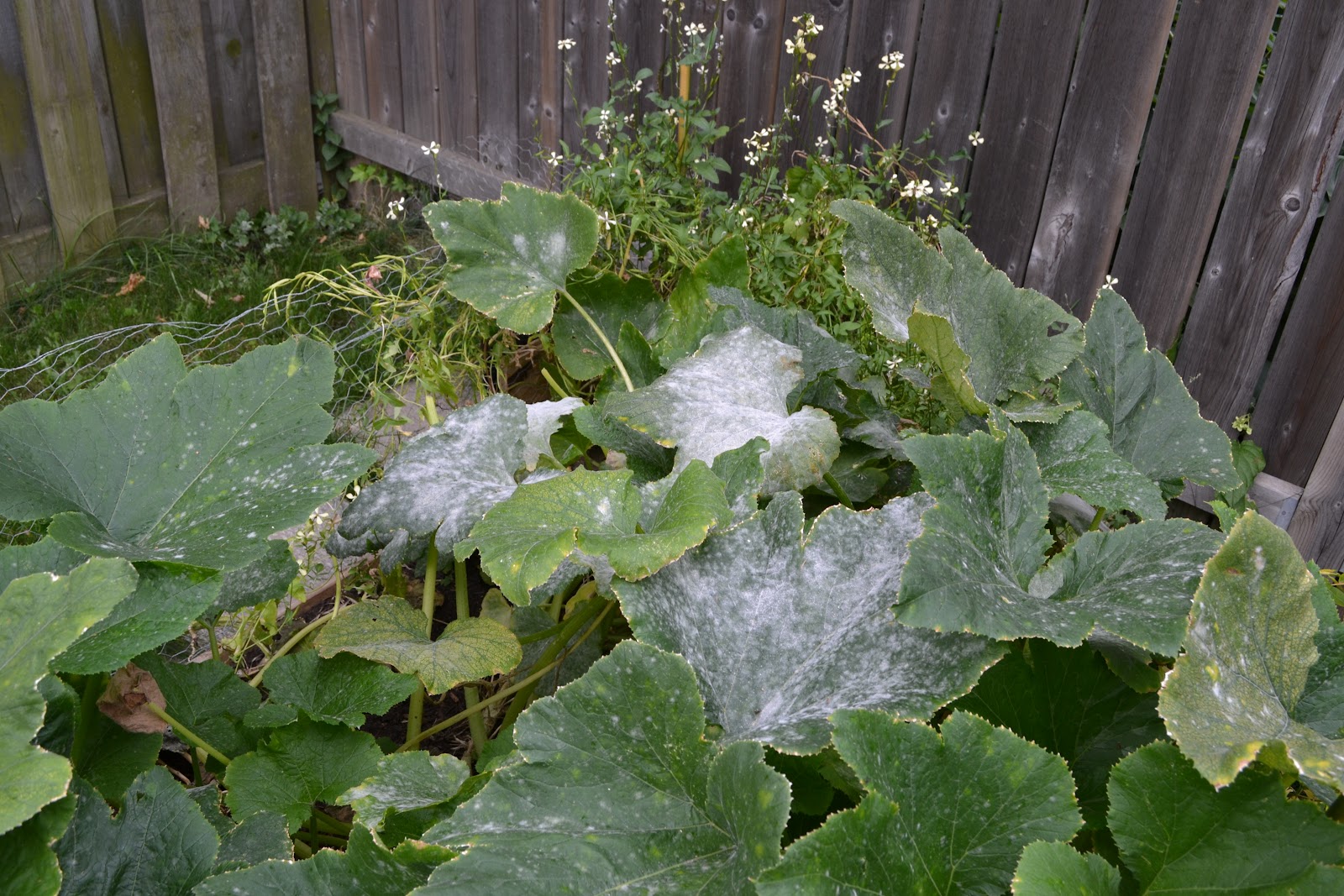 Large zucchini plant heavily infested by powdery mildew.