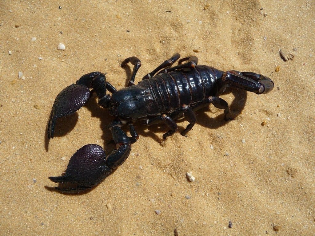 Dreams About Scorpions What Does It Mean