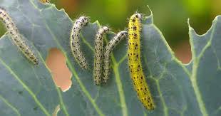 How To Get Rid Of Caterpillars Eating Leaves In The Garden