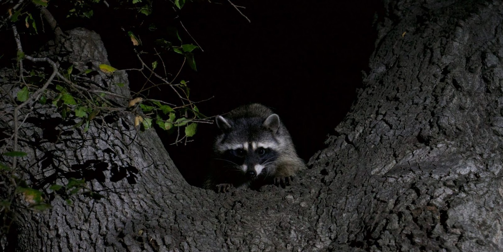 Why Do Raccoons Climb Trees At Night