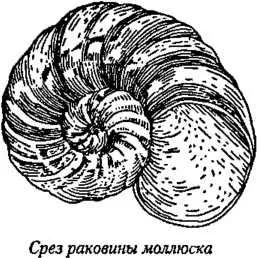 D:\0 wd yedek\acr yedek\1 film indirme\encyclopedia_symbols_roshal\encylopedia_files\000565.jpg