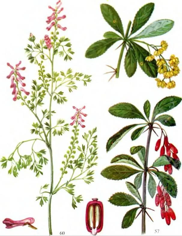 D:\0 wd yedek\acr yedek\1 film indirme\sovremennaya_fitoterapiya_dosyalar\image153.jpg