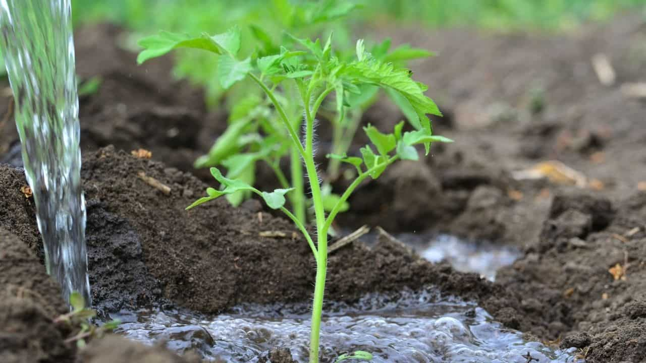 Over-watered tomato plants