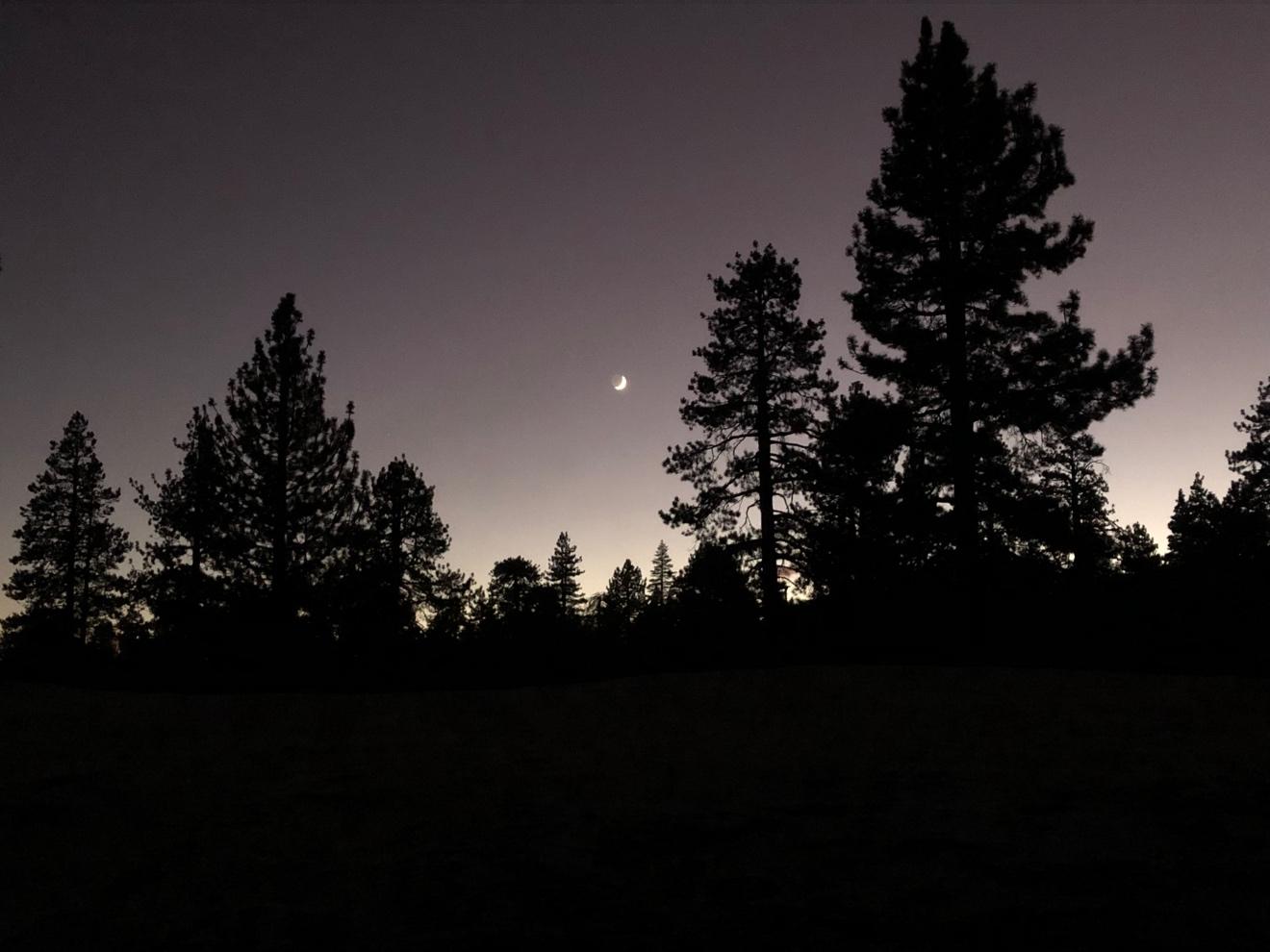 Silhouettes of trees at night

Description automatically generated with medium confidence