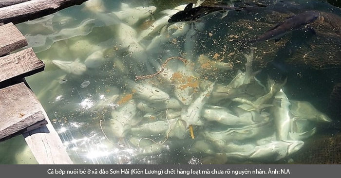 Kiên Giang: Gần 1000 tấn cá nuôi chết không rõ nguyên nhân