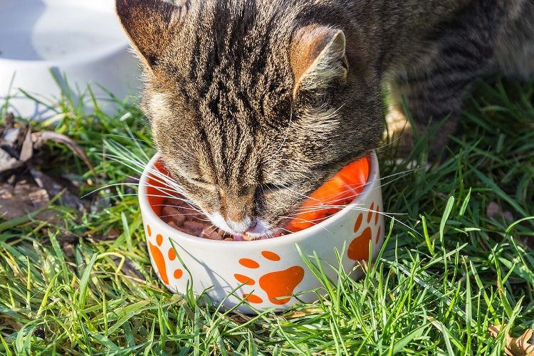 Cat owners are often overwhelmed with options when choosing wet or dry foods for their cats. It's the common question asked by cat owners whether to feed wet or dry food to their pets for better health and life. If you also wonder about choosing between wet and dry cat food, both are good for your cat. 