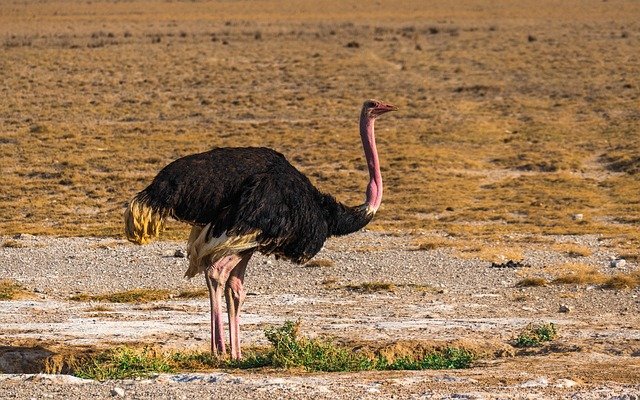 Ostrich bird name in hindi