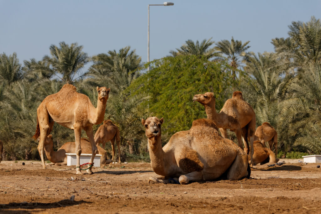 Camels at the Royal Camel Farm, Kingdom of Bahrain.
