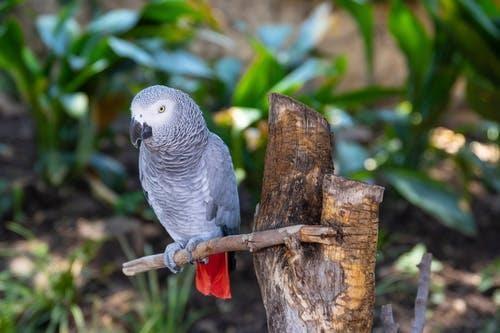 The 4 Best Bird Breeds You Should Keep As Pets 