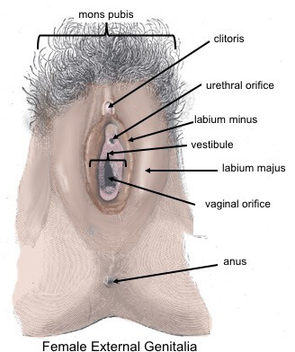 diagram of the female vulva structures with each part labeled