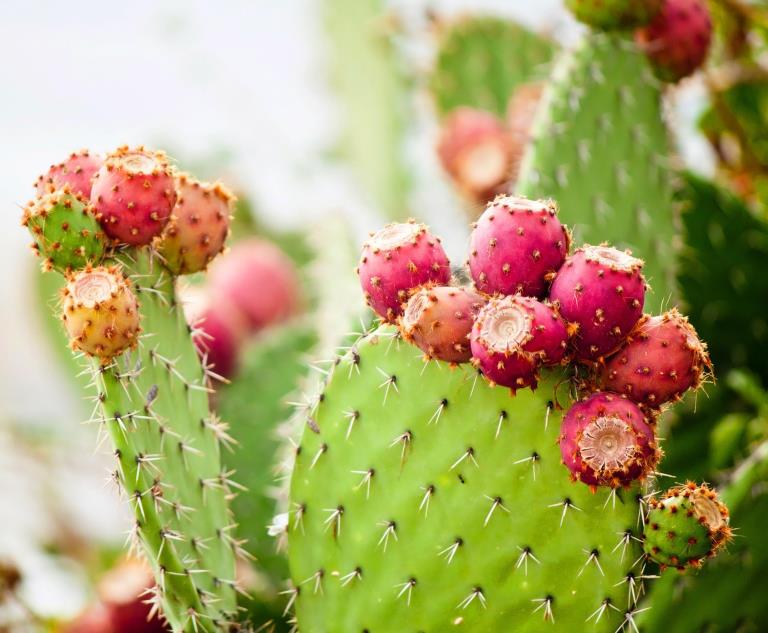 5. Prickly Pear