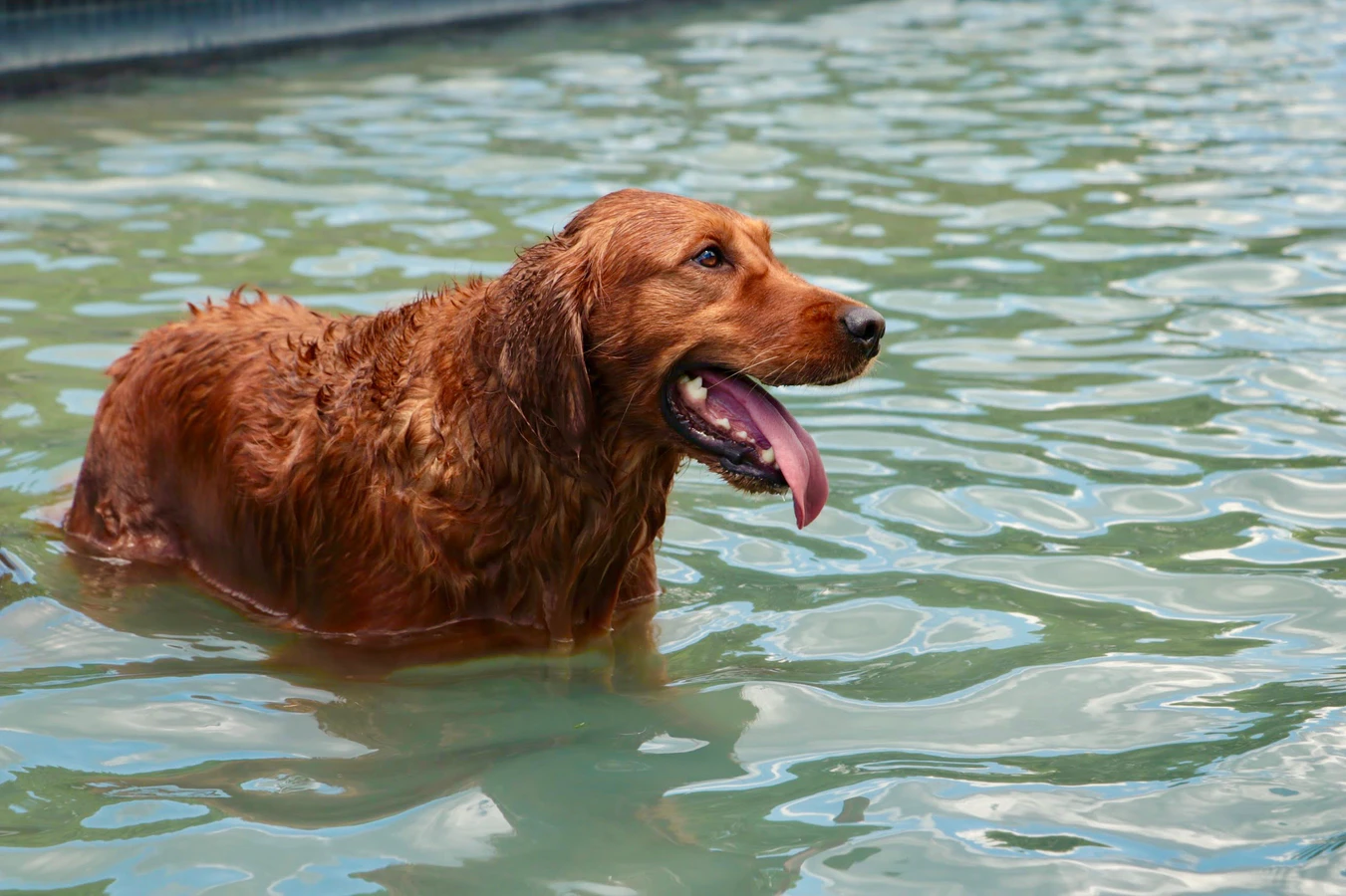 游泳對黃金獵犬來說是很好的運動
