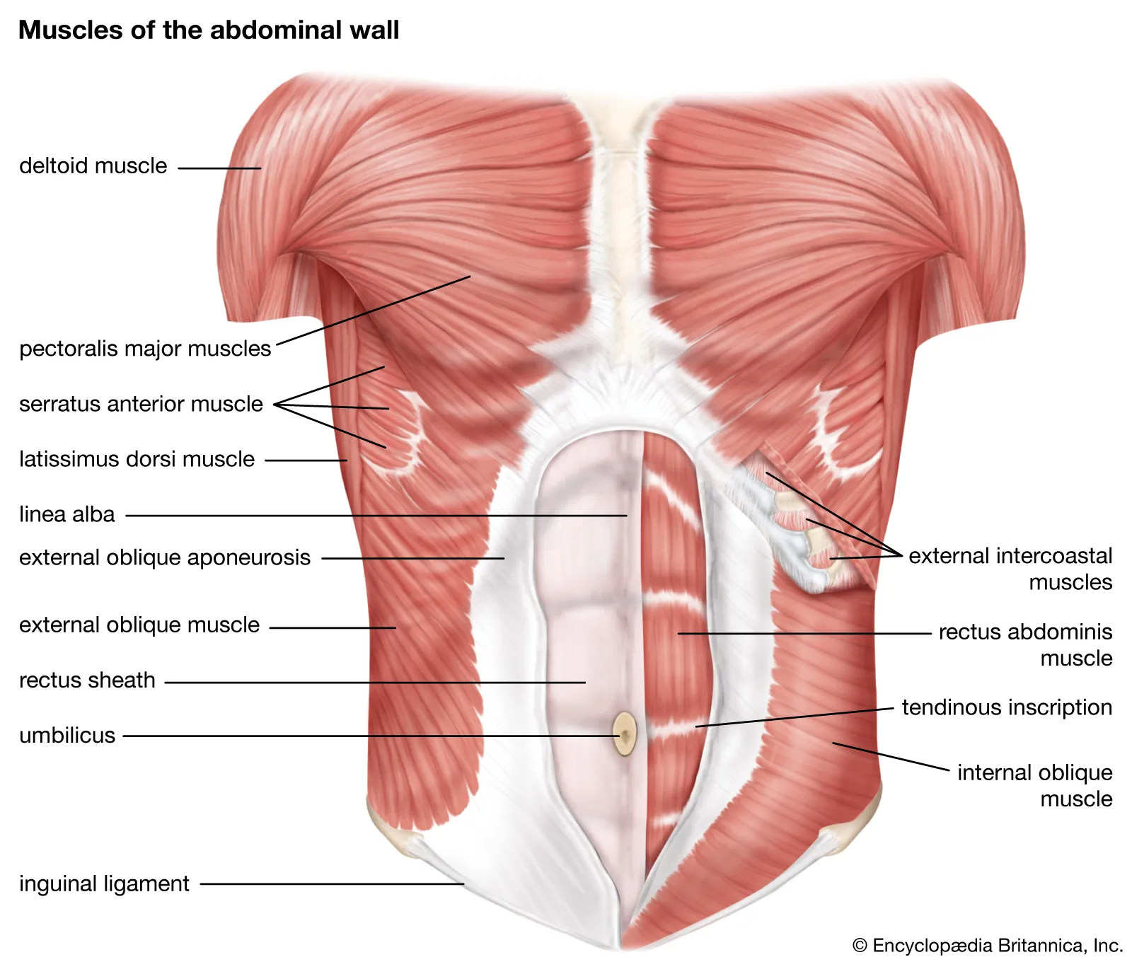 Pistol Squat Muscles Worked Abdominal Muscles