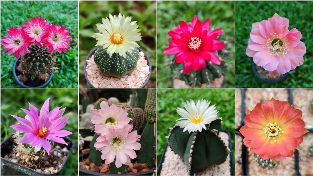 Top Beautiful Large Cactus Bloom แนะนำ 20 ++ ดอกแคคตัสใหญ่ๆ & สวย &  ออกดอกง่ายจาก 5 สายพันธุ์แคคตัส - YouTube