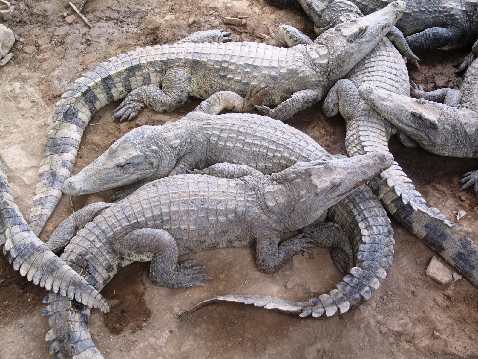 File:Alligators in Cambodia. ...