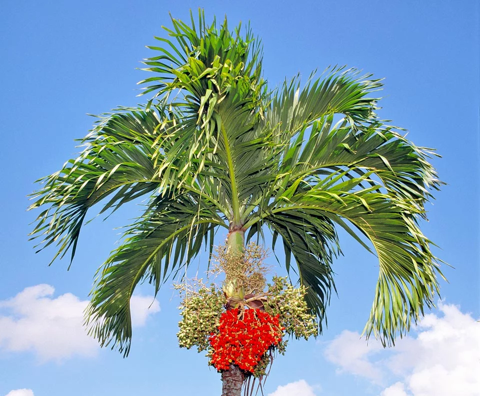 Christmas Palm (Adonidia merrillii)