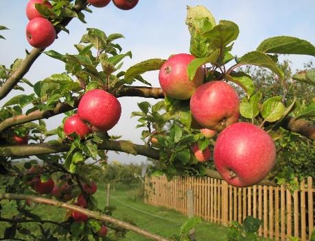 En bild som visar äpple, frukt, färsk, olika

Automatiskt genererad beskrivning