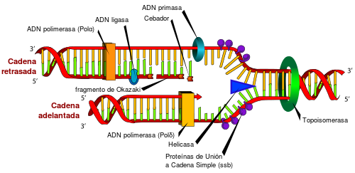 Image result for duplicacion del adn