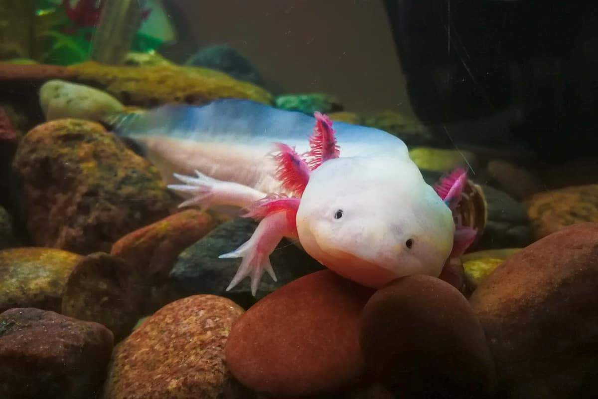 Do Axolotls Need Air