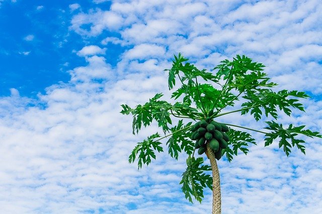 trees name in hindi