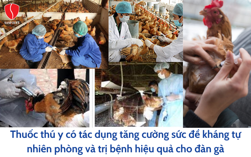 Tác dụng của thuốc thú y với đàn gà