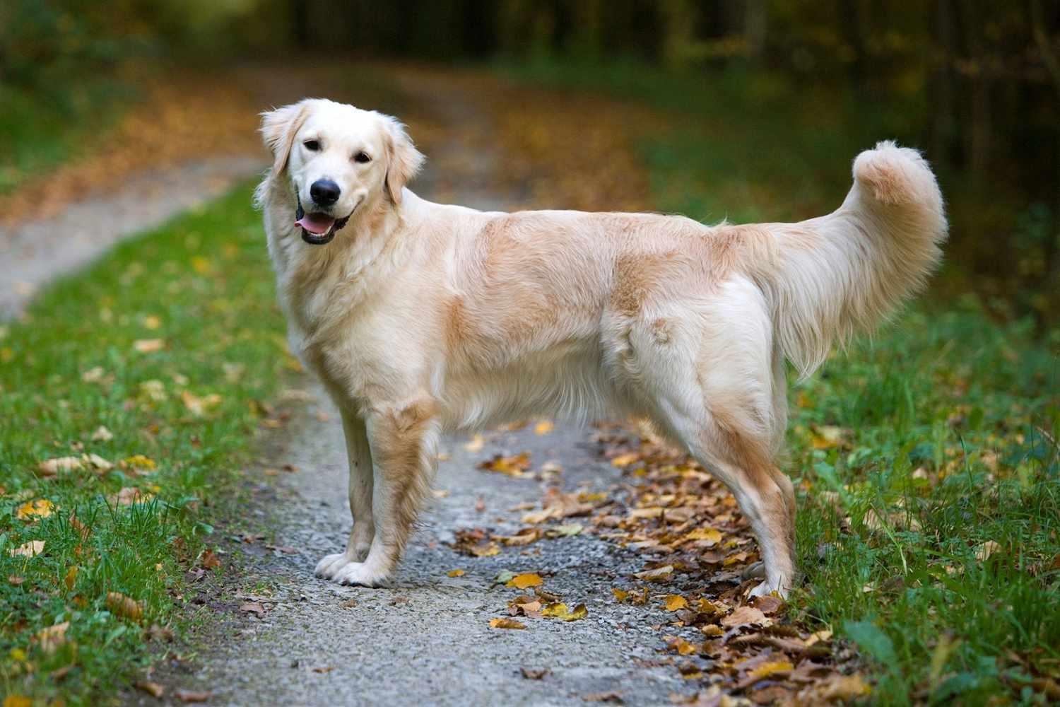 Golden Retriever Information & Characteristics