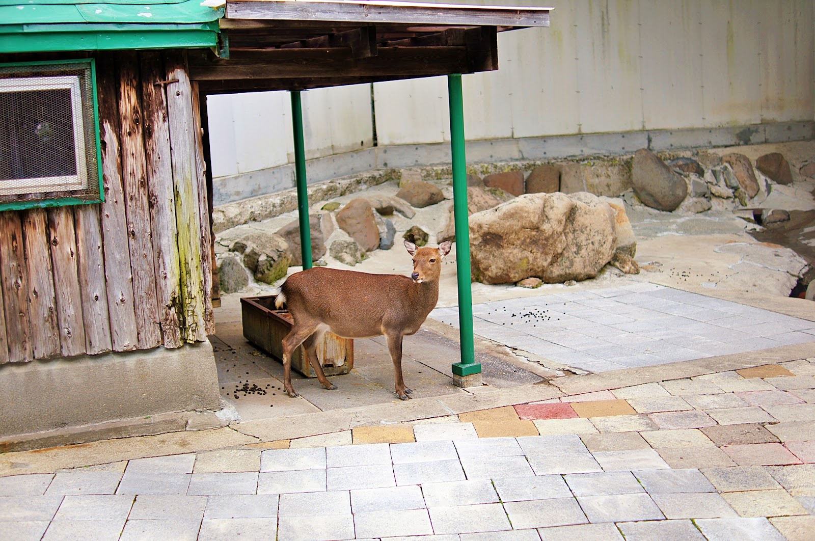 入場無料とは思えない満足感「函館公園 ミニ動物園」