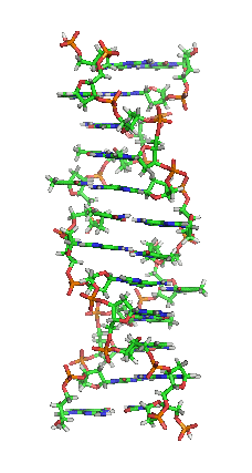 File:Z-DNA orbit animated.gif