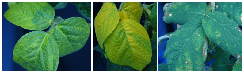 Folhas de soja com coloração verde pálida, amarelada e com necrose nas beiradas, sintomas de deficiência de molibdênio