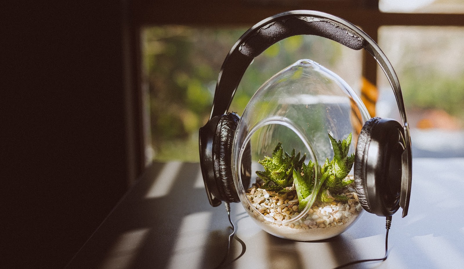 Air plants in terrarium with black headphones