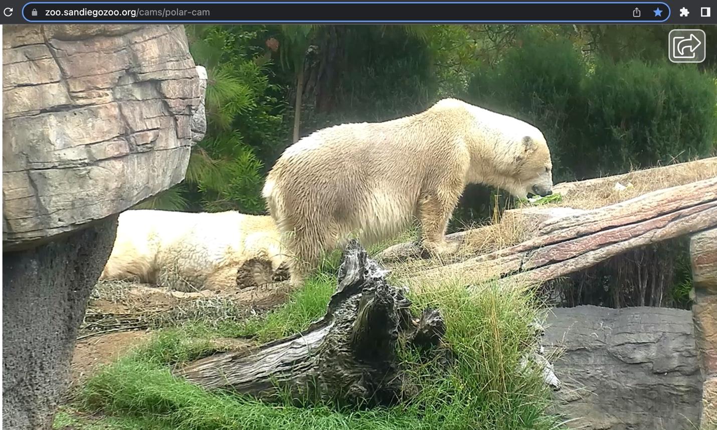 we can see the same structures as shown in our reference image, confirming that this is indeed the same zoo and polar bear enclosure: white oak security shared screenshot 