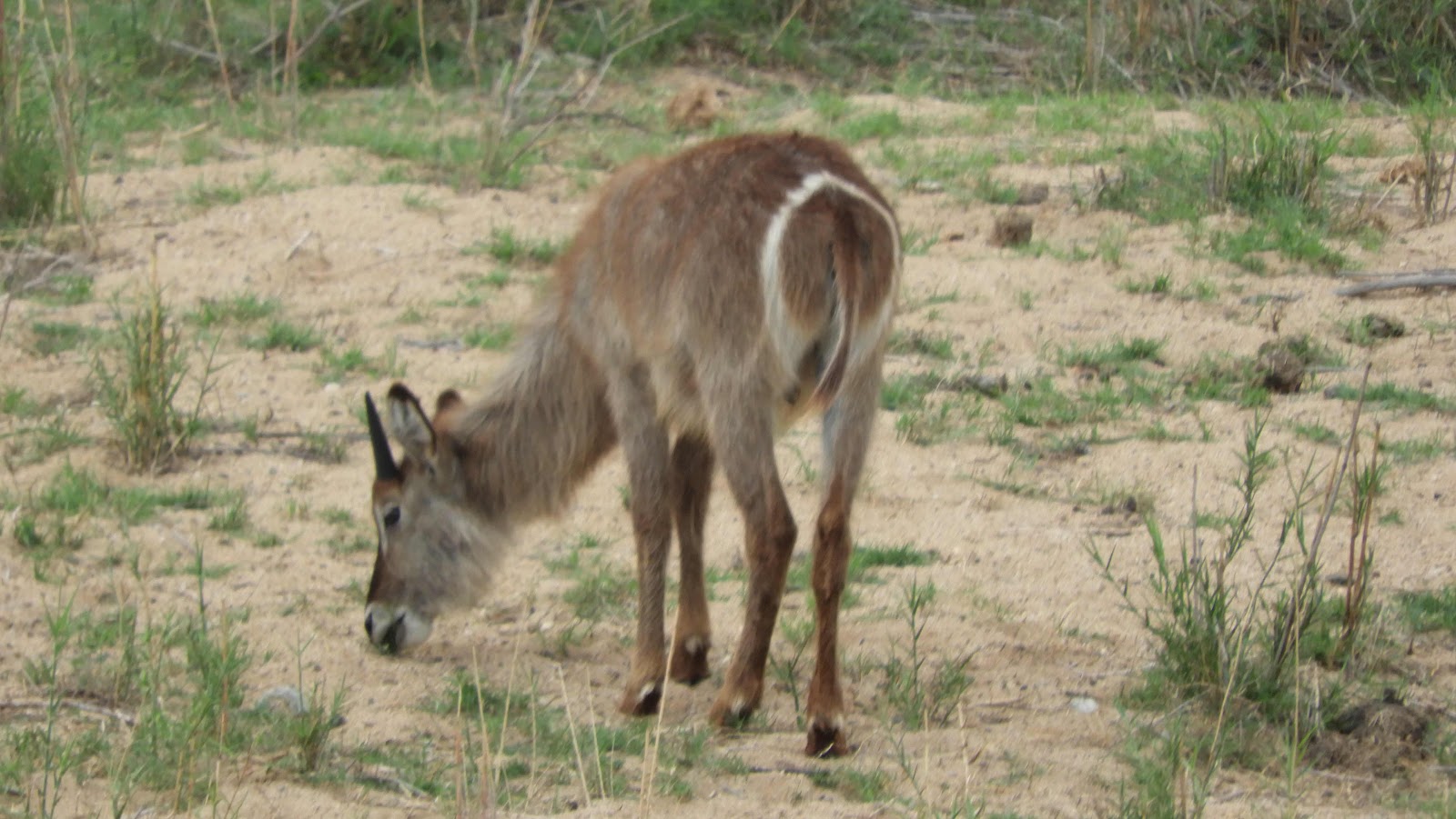 Waterbuck Malalane