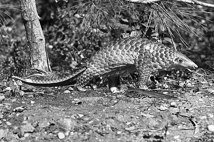 San Diego Zoo photograph from 1962 of a Malayan pangolin.