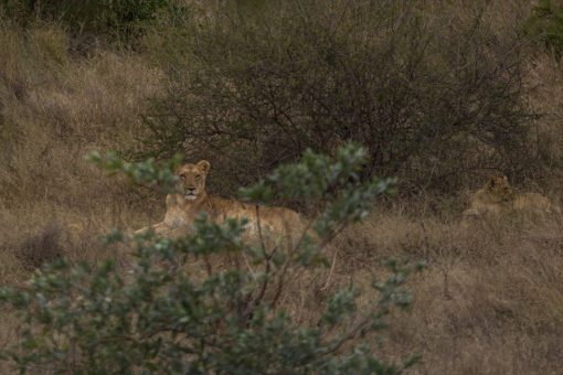 Animais selvagens da África do Sul - Leoa deitada mas com cabeça erguida com se estivesse em guarda.