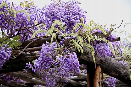 s-願成寺　ふじ