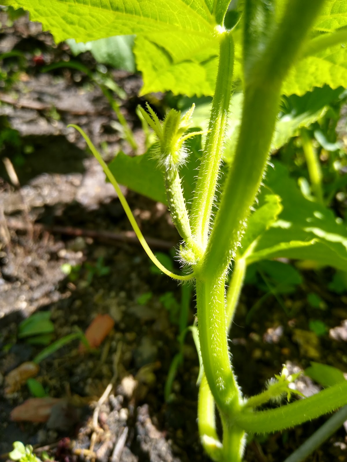 baby cucumber picture