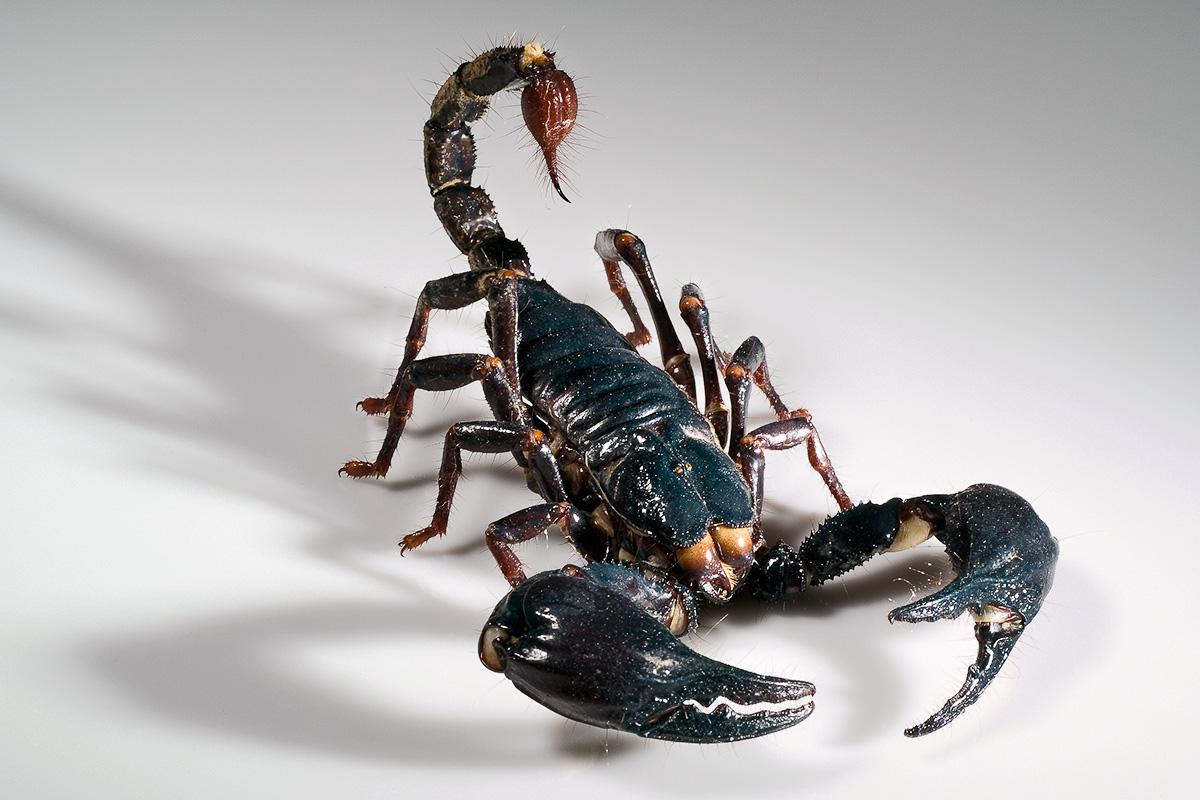 Scorpions Deadly To Humans